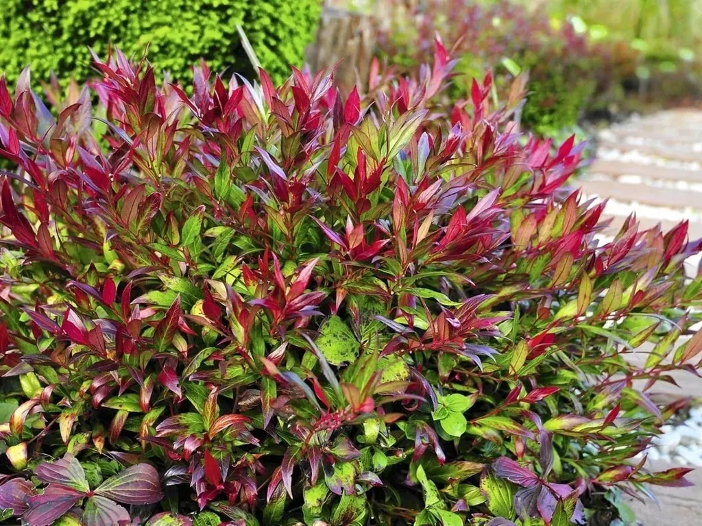 kiscien-miniaturowy-little-flames-zimozielony-nie-zrzuca-lisci-na-zime