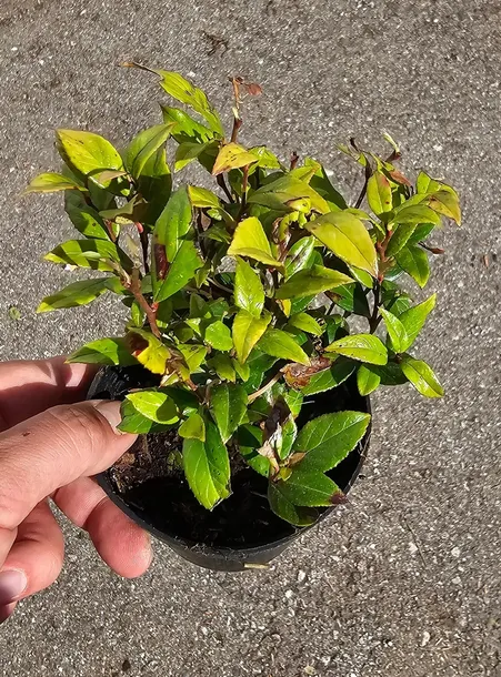 kiscien-miniaturowy-little-flames-zimozielony-nie-zrzuca-lisci-na-zime-roslina-w-postaci-sadzonka-w-pojemniku-05-1l-kod-producenta-5904172844118