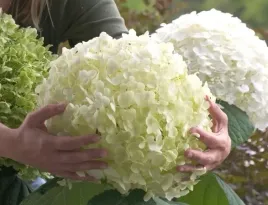 hortensja-bukietowa-anabelle-snieznobialy-gigant