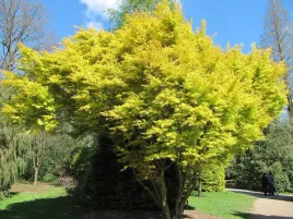 pomaranczowy-klon-palmowy-katsura-100-120-drzewko