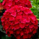 najbardziej-ognista-hortensja-hot-red