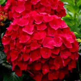 najbardziej-ognista-hortensja-hot-red