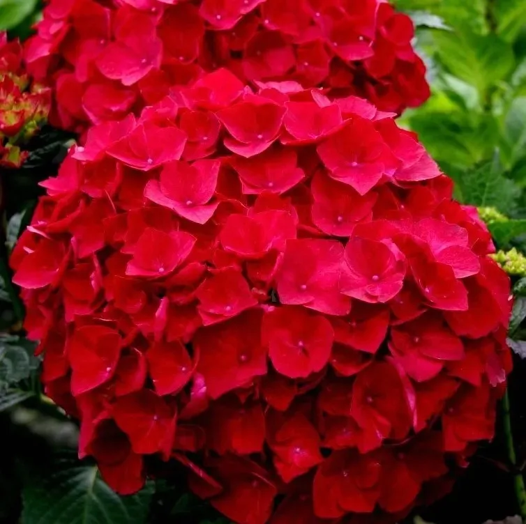 najbardziej-ognista-hortensja-hot-red