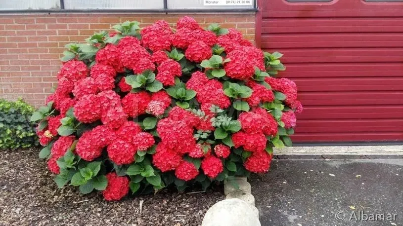 najbardziej-ognista-hortensja-hot-red-roslina-w-postaci-sadzonka-w-pojemniku-do-05l