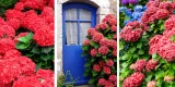 najbardziej-ognista-hortensja-hot-red-nazwa-lacinska-hydrangea-macrophylla