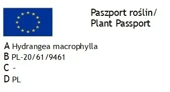 najbardziej-ognista-hortensja-hot-red-roslina-w-postaci-sadzonka-w-pojemniku-do-05l-kod-producenta-5904172842329