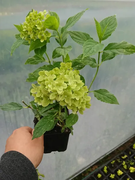 hortensja-bukietowa-limelight-ladne-sadzonki-tworzy-piekne-zywoploty-roslina-w-postaci-sadzonka-w-pojemniku-05-1l-nazwa-lacinska-hydrangea-paniculata
