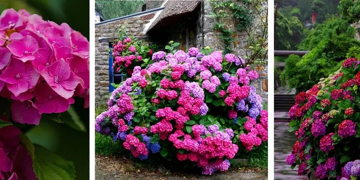 wielobarwna-hortensja-ogrodowa-deutschland-piekny-teczowy-akcent-w-ogrodzie-nazwa-lacinska-hydrangea-macrophylla