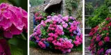 wielobarwna-hortensja-ogrodowa-deutschland-piekny-teczowy-akcent-w-ogrodzie-nazwa-lacinska-hydrangea-macrophylla