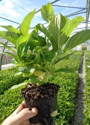 wielobarwna-hortensja-ogrodowa-deutschland-piekny-teczowy-akcent-w-ogrodzie