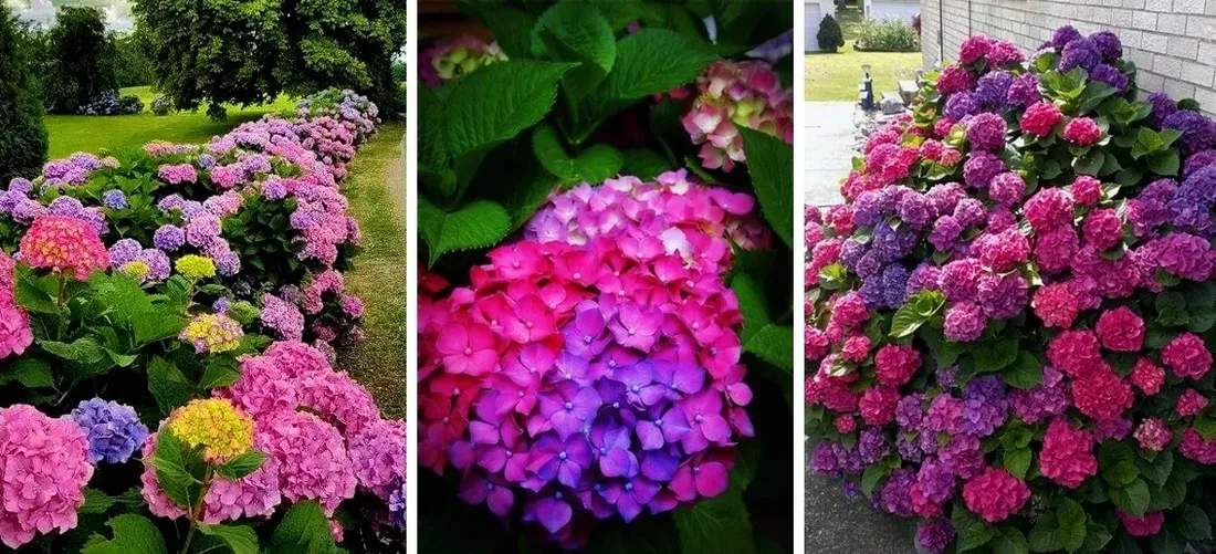 wielobarwna-hortensja-ogrodowa-deutschland-piekny-teczowy-akcent-w-ogrodzie