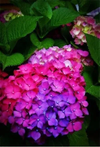 wielobarwna-hortensja-ogrodowa-deutschland-piekny-teczowy-akcent-w-ogrodzie-roslina-w-postaci-sadzonka-w-pojemniku-do-05l-nazwa-lacinska-hydrangea-macrophylla