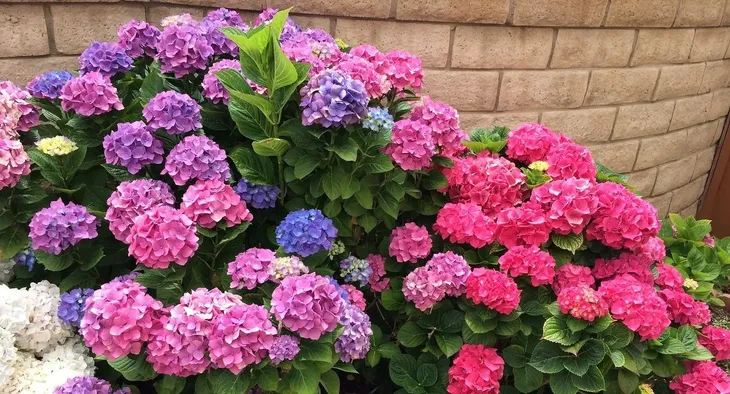 wielobarwna-hortensja-ogrodowa-deutschland-piekny-teczowy-akcent-w-ogrodzie-styl-ogrod-japonski-ogrod-nowoczesny-ogrod-skalny-ogrod-srodziemnomorski-ogrod-wiejski-roslina-w-postaci-sadzonka-w-pojemniku-do-05l