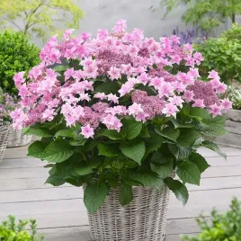 hortensja-ogrodowa-doppio-rosa-gwiazdkowe-kwiaty