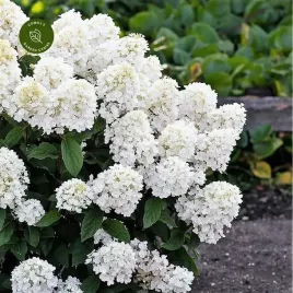 hortensja-living-little-blossom-kwitnie-6-miesiecy