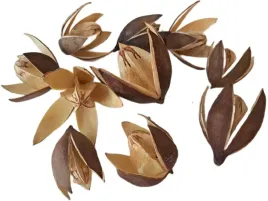 lilia-naturalna-wild-glowka-10-sztuk-5-7-cm-susz-egzotyczny-lilie-stroik
