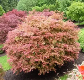 klon-palmowy-beni-maiko-ciekawy-akcent-w-ogrodzie