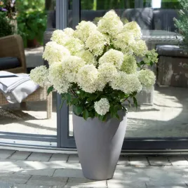 hortensja-bukietowa-gardenlights-whitelight-pbr