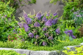 buddleja-butterfly-candy-little-lila-minaturowa