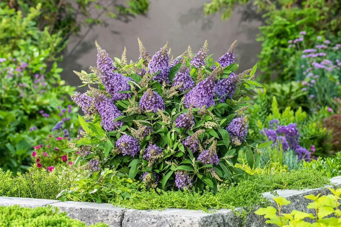 buddleja-butterfly-candy-little-lila-minaturowa