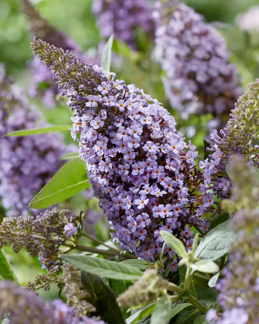 buddleja-butterfly-candy-little-lila-minaturowa
