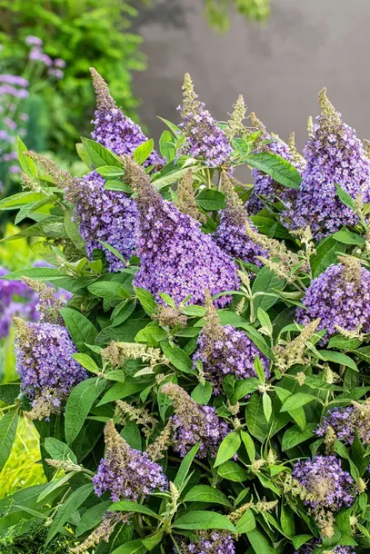 buddleja-butterfly-candy-little-lila-minaturowa-kod-producenta-buddleja-butterfly-candy-little-lila