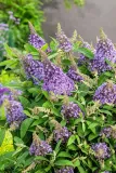 buddleja-butterfly-candy-little-lila-minaturowa-kod-producenta-buddleja-butterfly-candy-little-lila