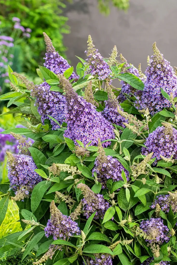 buddleja-butterfly-candy-little-lila-minaturowa
