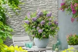buddleja-butterfly-candy-little-lila-minaturowa-nazwa-lacinska-buddleja-davidii