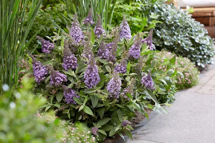 buddleja-butterfly-candy-little-lila-minaturowa-roslina-w-postaci-sadzonka-w-pojemniku-05-1l-kod-producenta-buddleja-butterfly-candy-little-lila