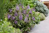 buddleja-butterfly-candy-little-lila-minaturowa-roslina-w-postaci-sadzonka-w-pojemniku-05-1l-kod-producenta-buddleja-butterfly-candy-little-lila