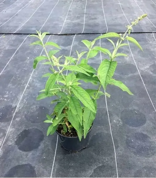 buddleja-butterfly-candy-little-lila-minaturowa-roslina-w-postaci-sadzonka-w-pojemniku-05-1l-nazwa-lacinska-buddleja-davidii
