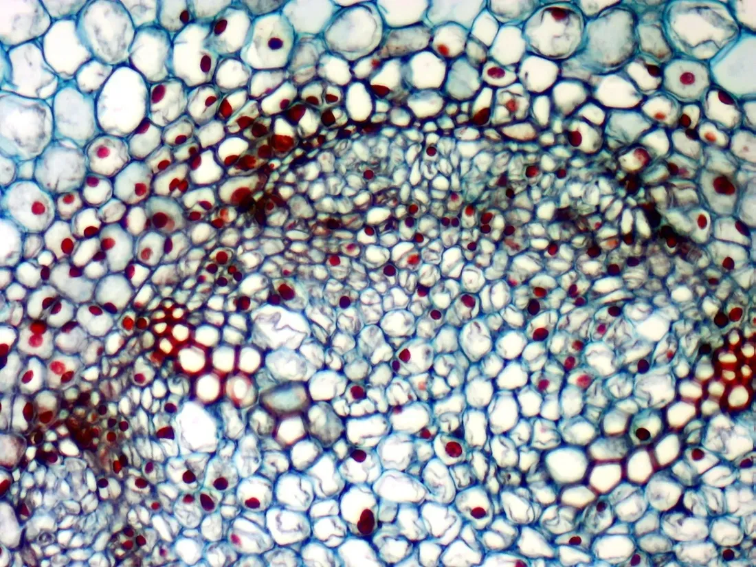 kamera-mikroskopowa-dlt-cam-basic-5-mp-usb-2-0-stan-nowy