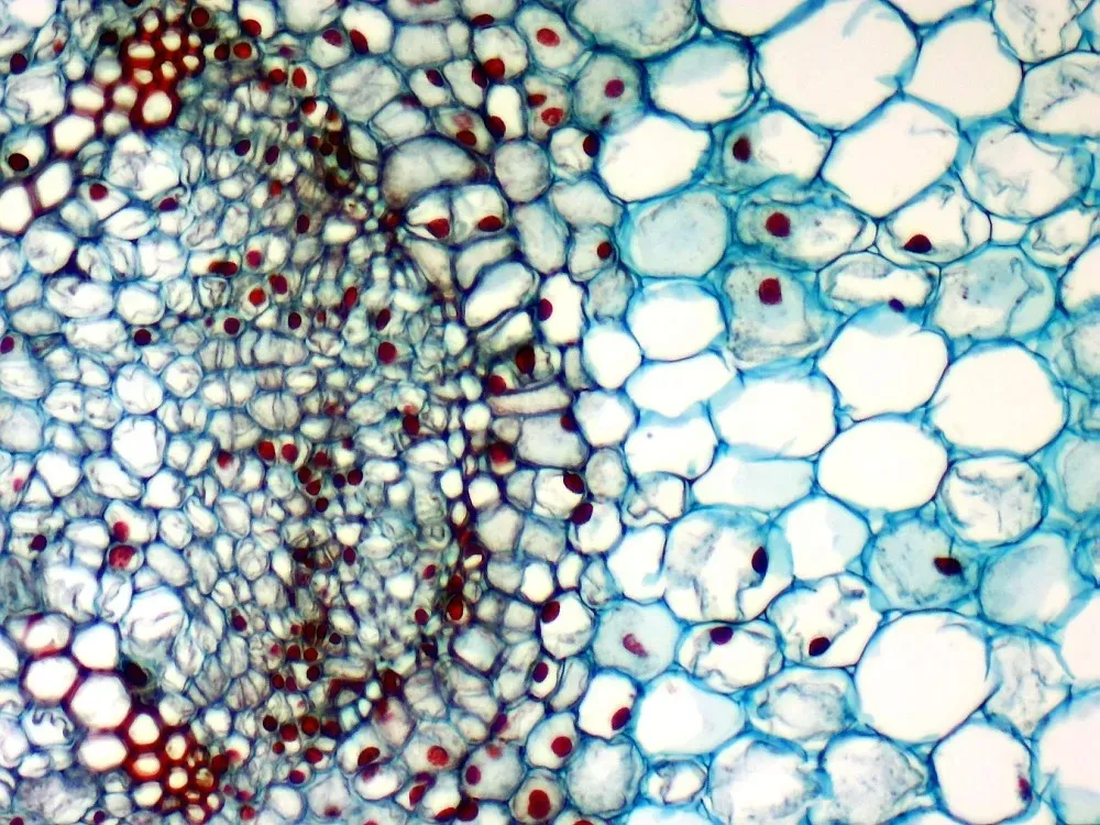 kamera-mikroskopowa-dlt-cam-basic-5-mp-usb-2-0