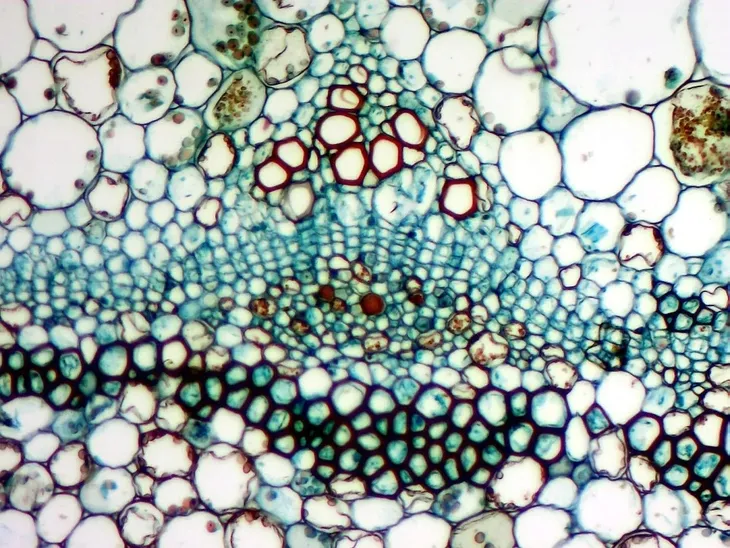 kamera-mikroskopowa-dlt-cam-basic-5-mp-usb-2-0-stan-nowy-model-dlt-cam-basic-5mp-usb-2-0