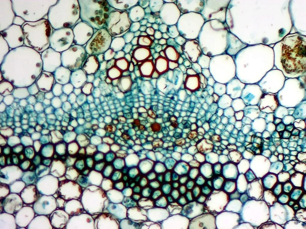 kamera-mikroskopowa-dlt-cam-basic-5-mp-usb-2-0-stan-nowy