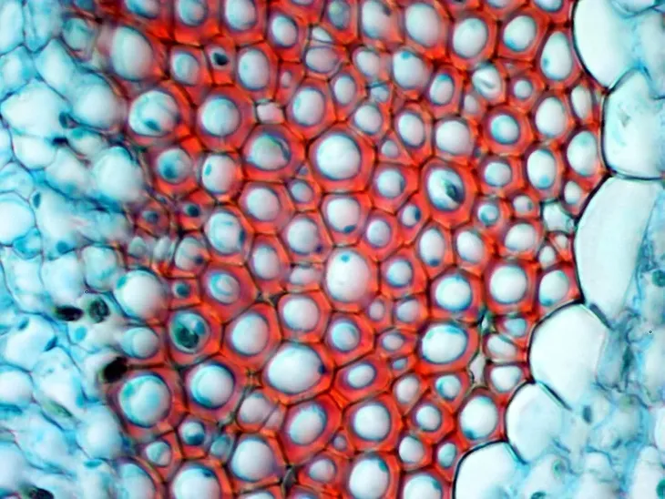 kamera-mikroskopowa-dlt-cam-basic-5-mp-usb-2-0-stan-nowy-kod-producenta-do-4918