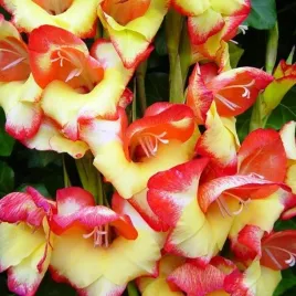 gladiolus-nanus-mieczyk-karlowy-las-vegas-5-szt-cebule-cebulki