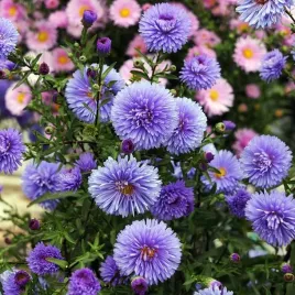 aster-nowobelgijski-marie-ballard-1-szt-bylina-sadzonka-sadzonki
