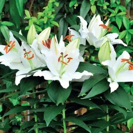 lilia-orientalna-doniczkowa-sunny-okinawa-1-szt-cebule-cebulki-lilii-lilie