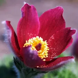 pulsatilla-sasanka-zwyczajna-bordowa-1-szt-bylina-sadzonka-sadzonki