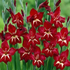 gladiolus-nanus-mieczyk-karlowy-claudia-5-szt-cebule-cebulki