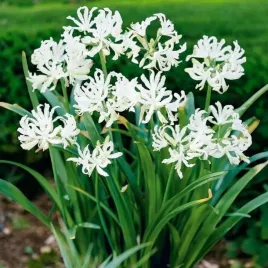 nerine-bowdenii-nerina-bowdena-wit-12-14-1-szt-cebule-cebulki
