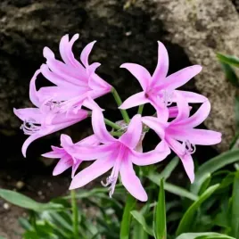 amarine-belladiva-anastasia-16-1-szt-cebule-cebulki