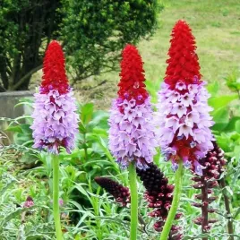 primula-vialii-pierwiosnek-viala-1-szt