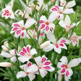 gladiolus-nanus-mieczyk-karlowy-prins-claus-5-szt-cebule-cebulki