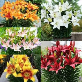 lilia-azjatycka-doniczkowa-mieszanka-mix-5-szt-cebule-cebulki-lilii-lilie