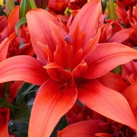 lilia-azjatycka-pelna-red-twin-1-szt-cebule-cebulki-lilii-lilie