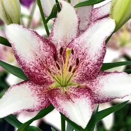 lilia-la-sweet-zanica-1-szt-cebule-cebulki-lilii-lilie