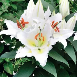 lilia-orientalna-doniczkowa-sunny-azores-1-szt-cebule-cebulki-lilii-lilie